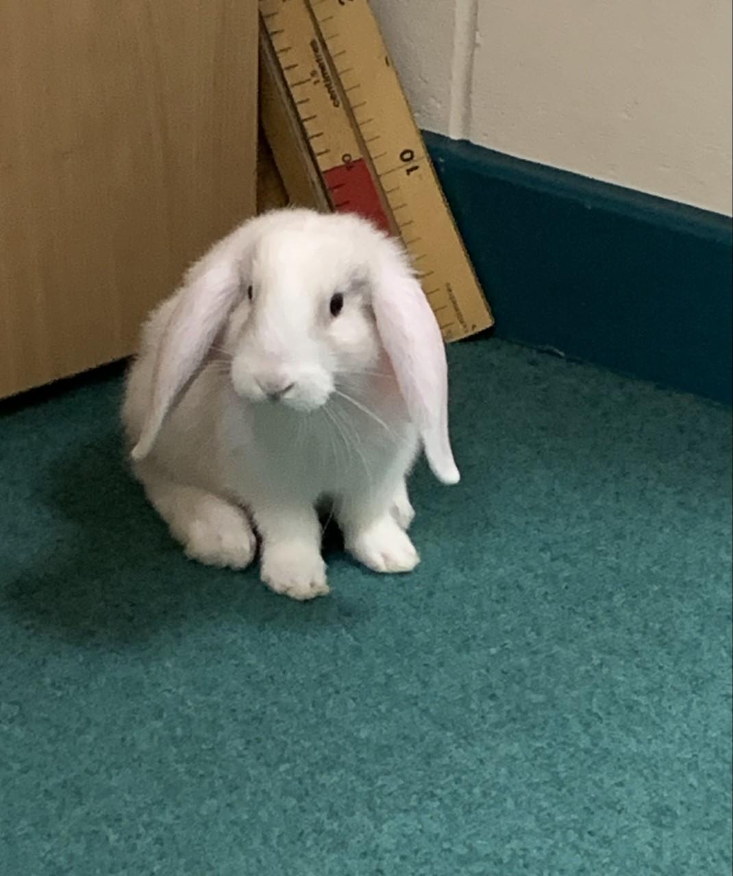 Welcome to Mr Oreo